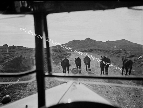 THROUGH WINDSCREEN CALVES ON THE ROAD